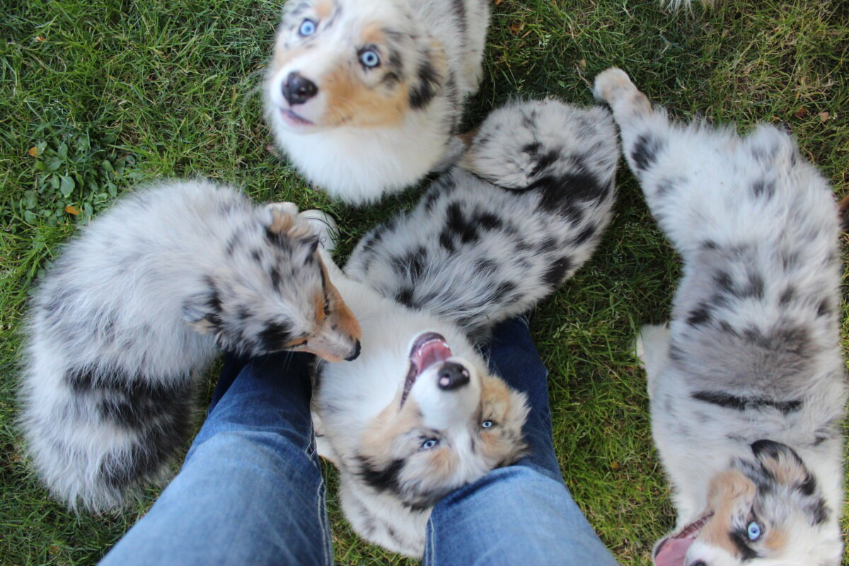 Bundle of Blue Merles