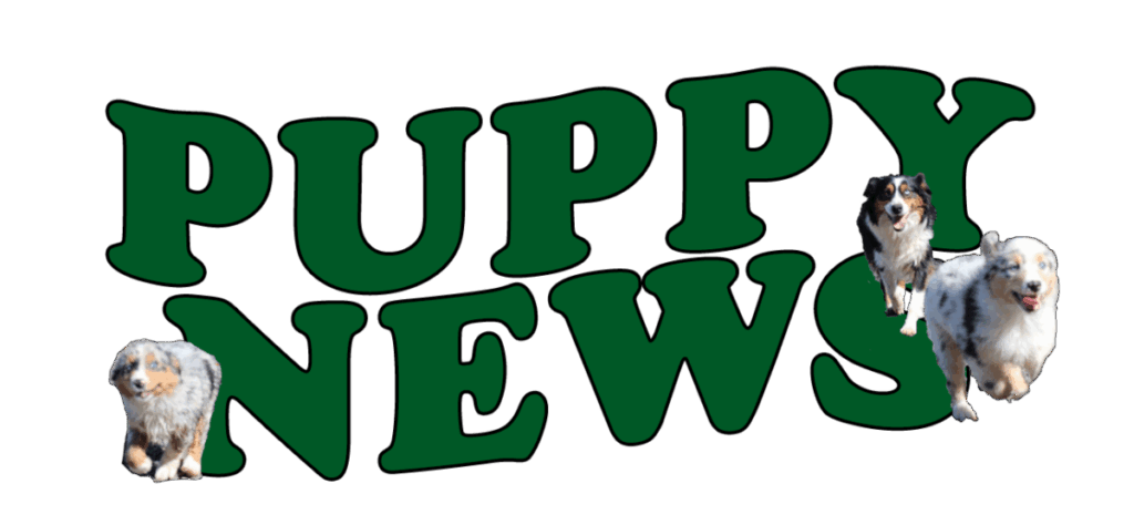 puppy news at mount hope aussies in lebanon oregon