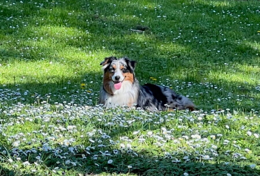 Puppy Review of Mount Hope Aussies - Nugget