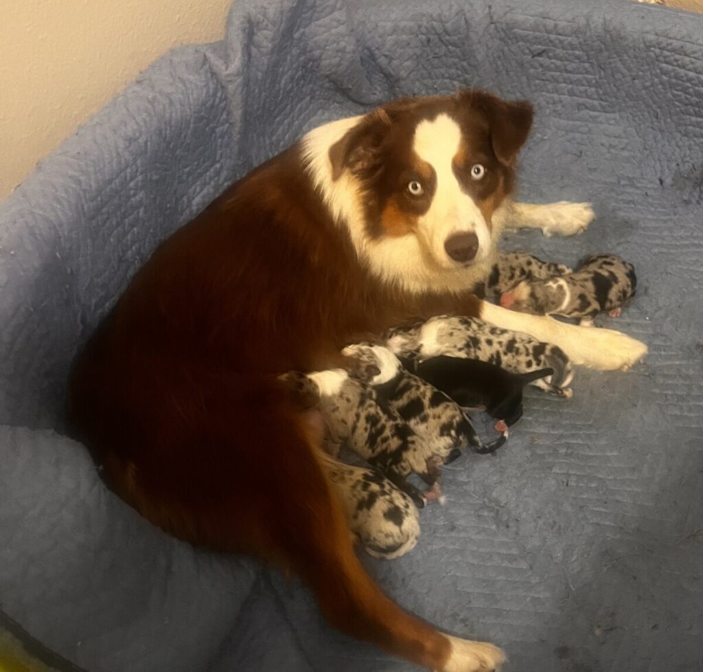 Aussie puppies 2025