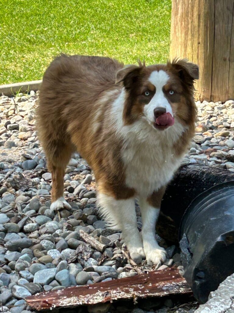 Australian Shepherd Red Tri Female - Shy
