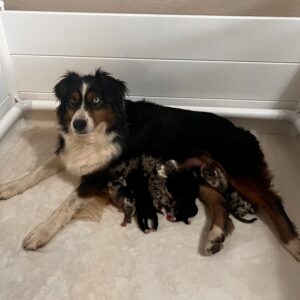 Belle and Blues 2025 litter