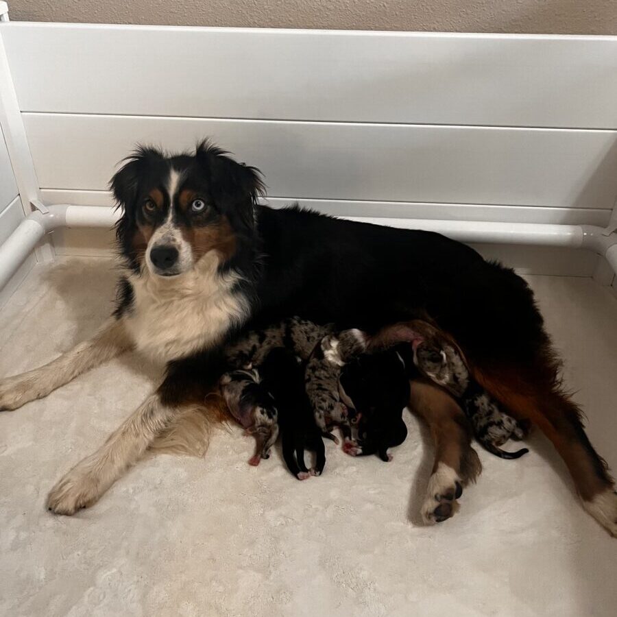 Belle and Blues 2025 litter