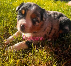 blue and shy aussie puppy - Rocksann