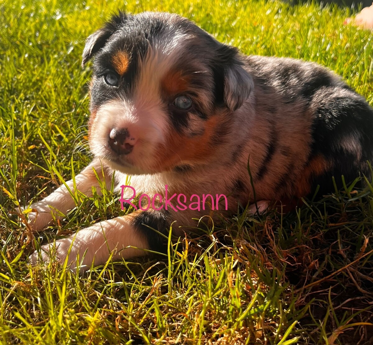 blue and shy aussie puppy - Rocksann