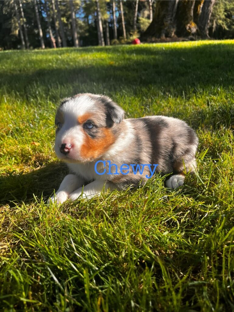 Blue and Shy Puppy - Chewy