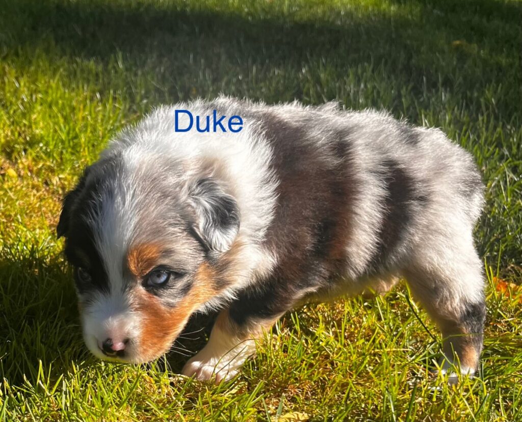 Blue and Shy Australian Shepherd puppy - Duke