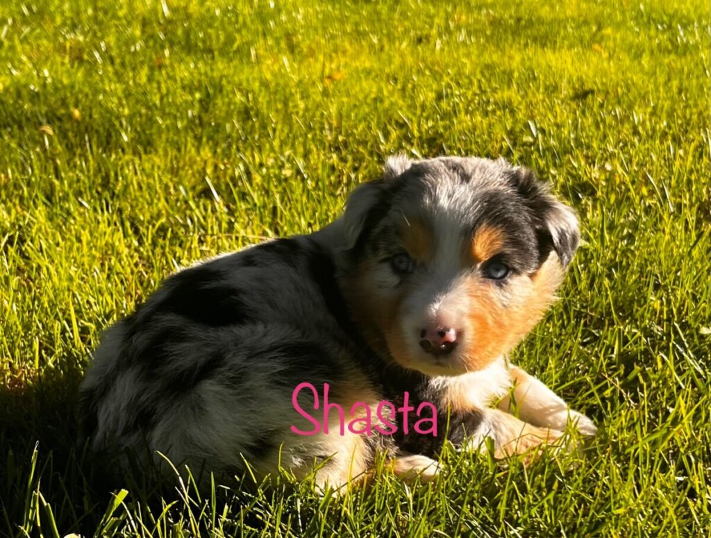 blue and shy puppy sept 2025 - shasta
