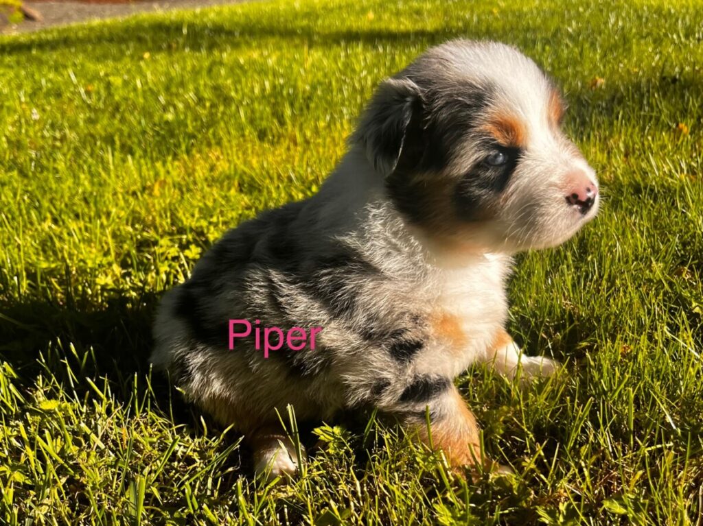 Blue and Shy Australian Shepherd Puppy - Piper