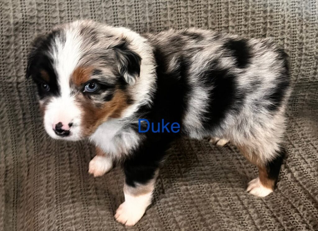 Blue and Shy Australian Shepherd Puppy - Duke