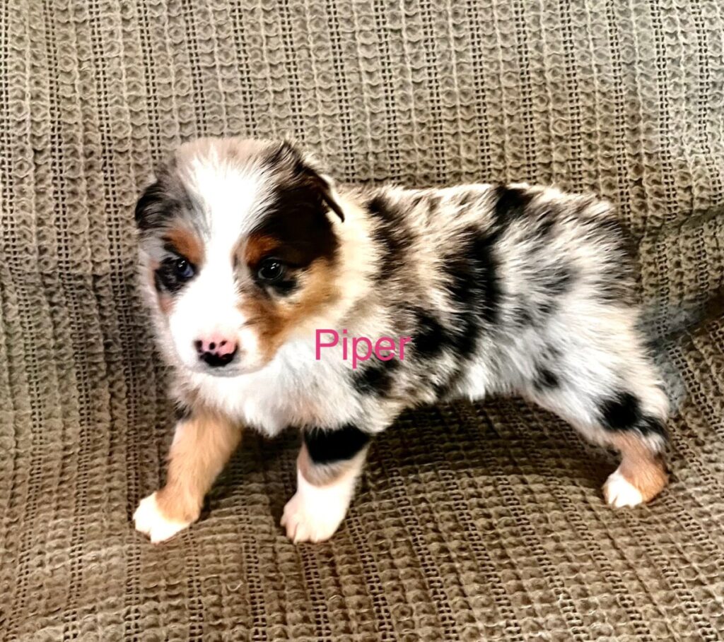 Blue and Shy Australian Shepherd Puppy - Piper