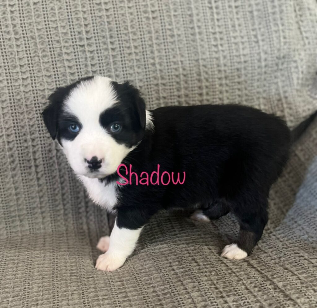 Blue and Shy Australian Shepherd Puppy - Shado