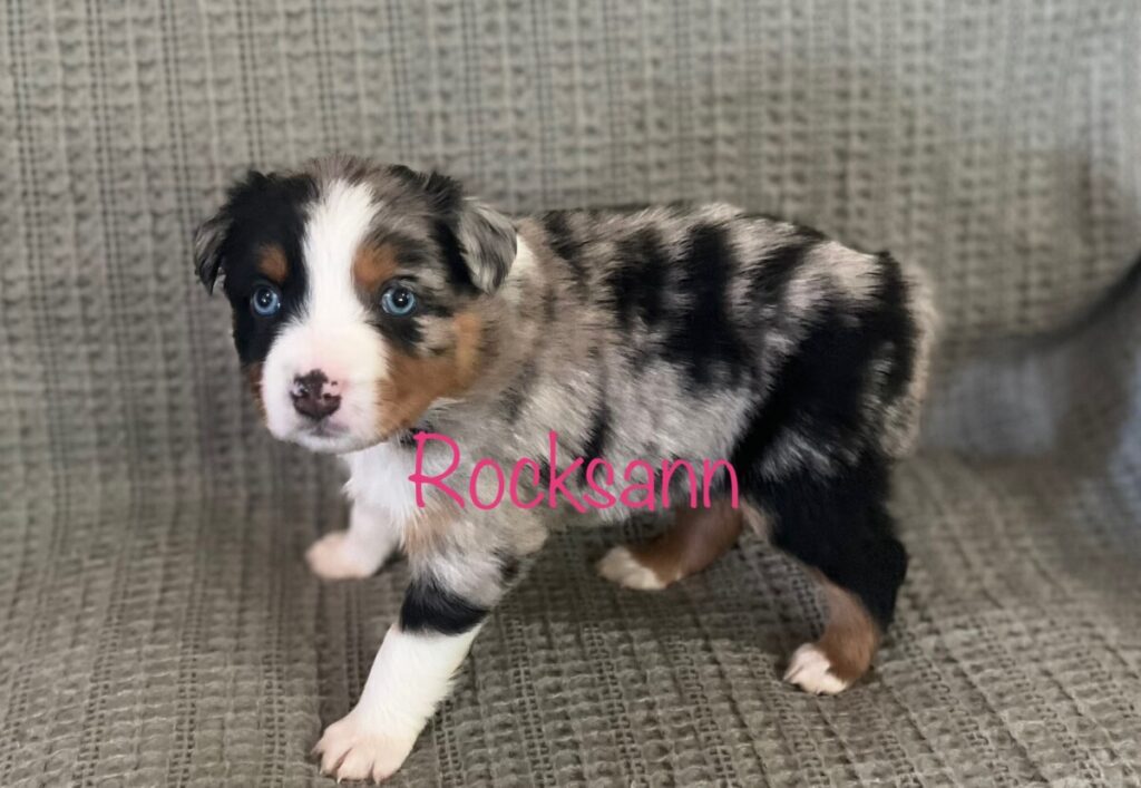 Blue and Shy Australian Shepherd puppy - Rocksann