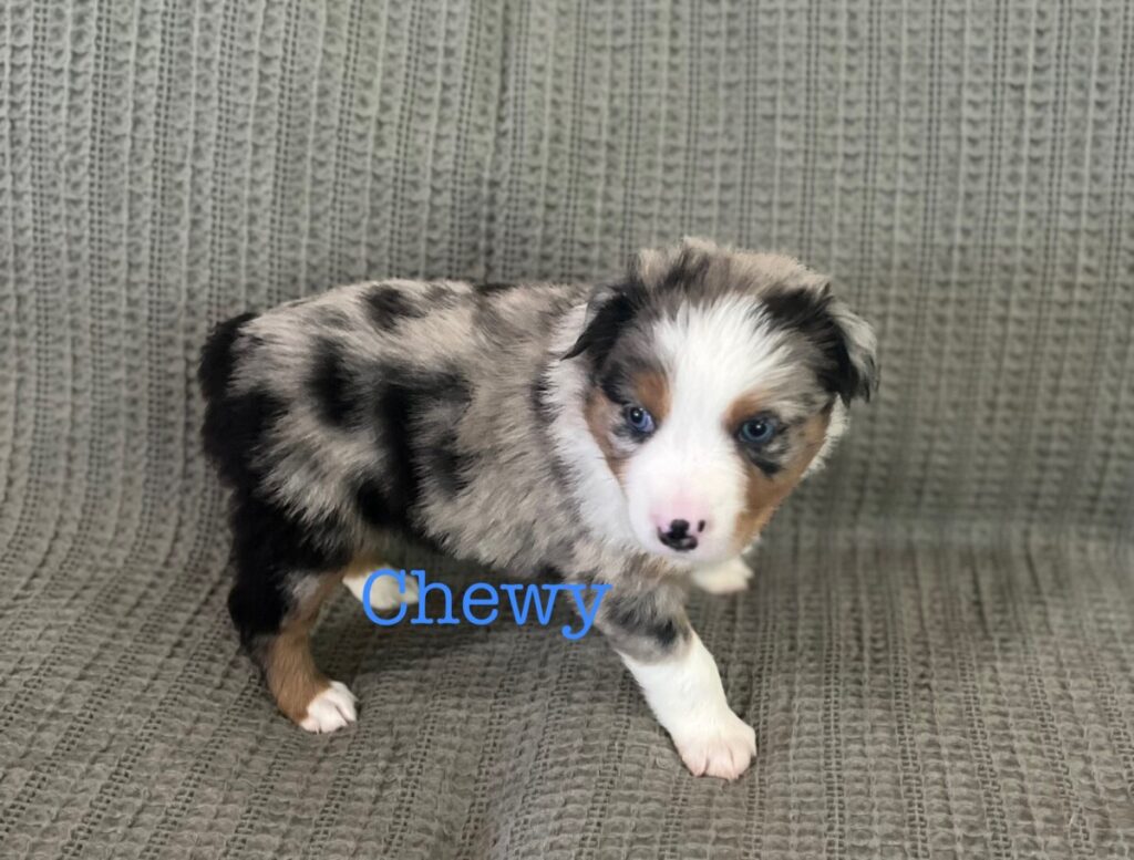 Blue and Shy Australian Shepherd Puppy - Chewy