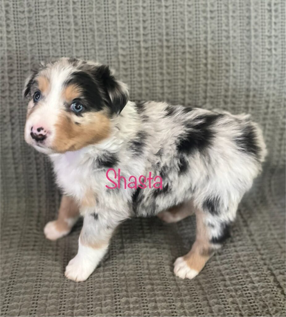 blue and shy puppy sept 2025 - shasta