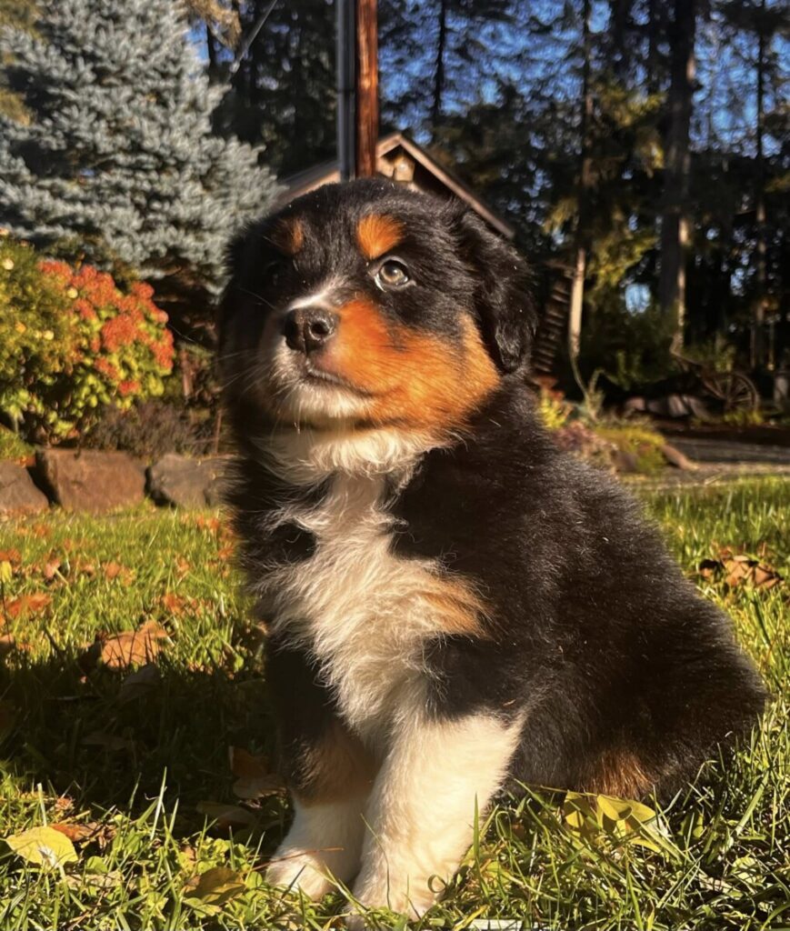 Mount Hope Aussies - Charlie Fall 2025