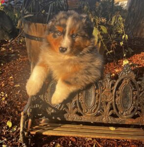 Mount Hope Aussies - Woody