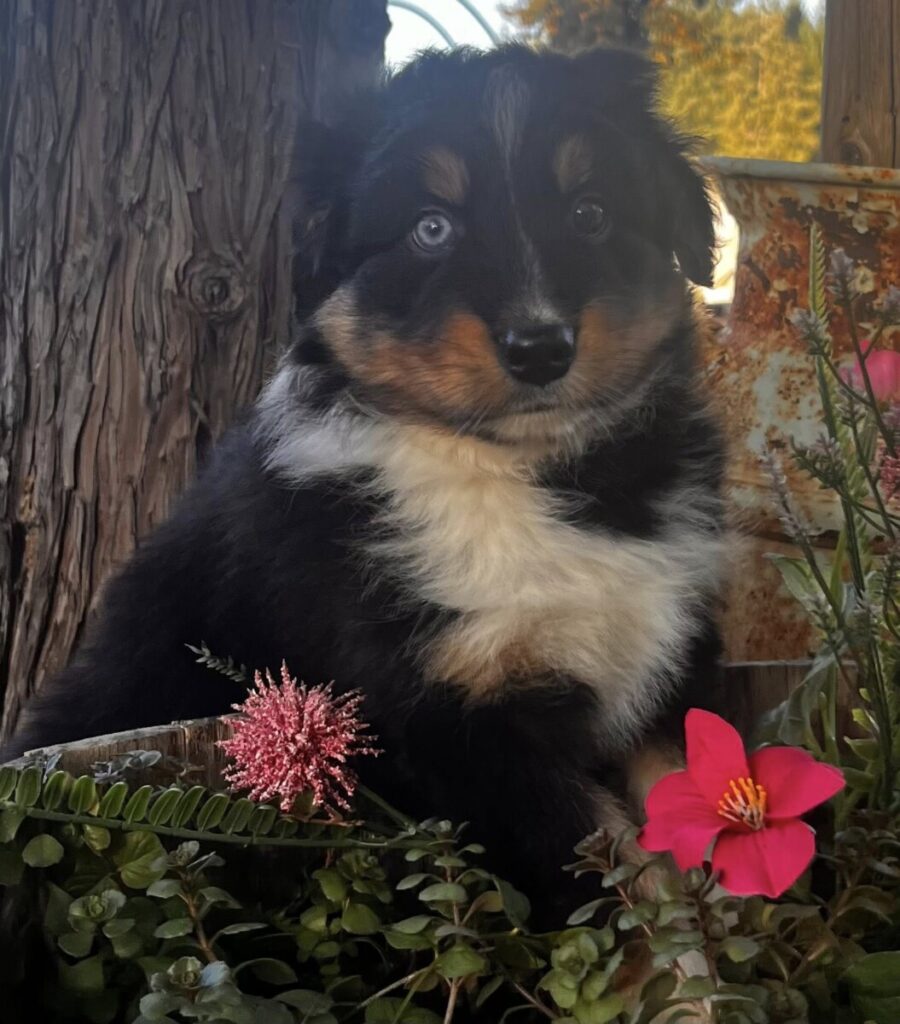 Mount Hope Aussies - Hank