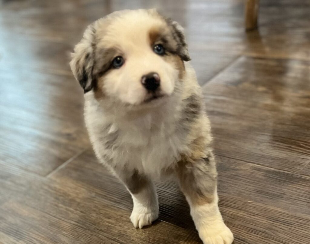 Mount Hope Aussies - Cherry