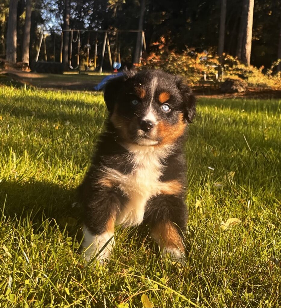 Mount Hope Aussies - Maverick