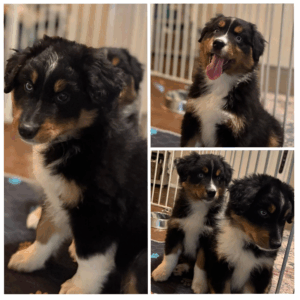 Maverick and Hank Australian Shepherd Puppies for sale